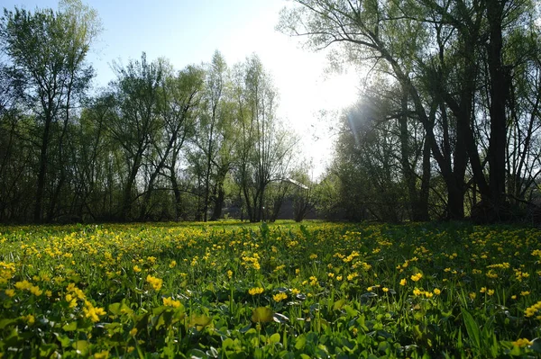 Beau Paysage Printanier Avec Des Fleurs Sauvages Jaunes Prairie Herbeuse — Photo