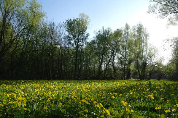 Желтые Цветы Поле — стоковое фото