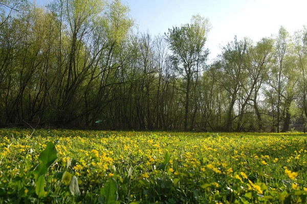 畑の黄色い花 — ストック写真