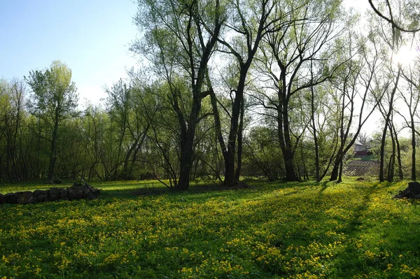 Весенний Пейзаж Желтыми Цветами — стоковое фото