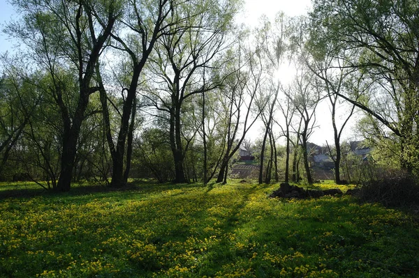 Красивий Краєвид Весняними Деревами Жовтими Дикими Квітами — стокове фото