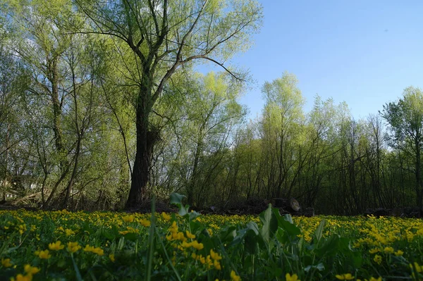 美丽的风景 有春天的树和黄色的野花 — 图库照片