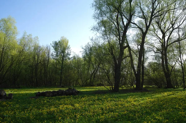 Piękny Widok Park Wiosenny — Zdjęcie stockowe