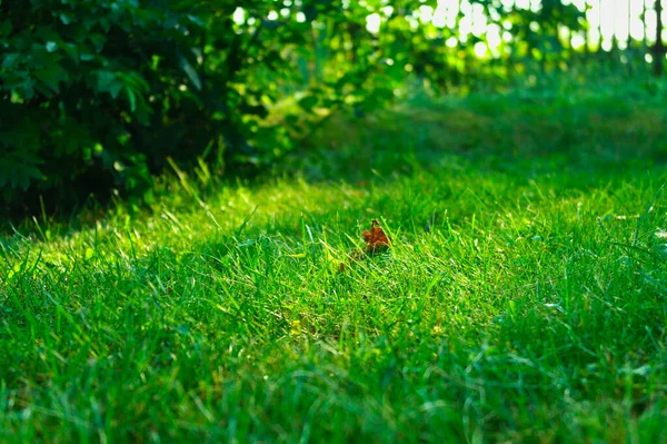 公園の緑の草 — ストック写真
