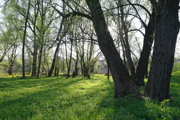春天公园里美丽的阳光和树木 — 图库照片