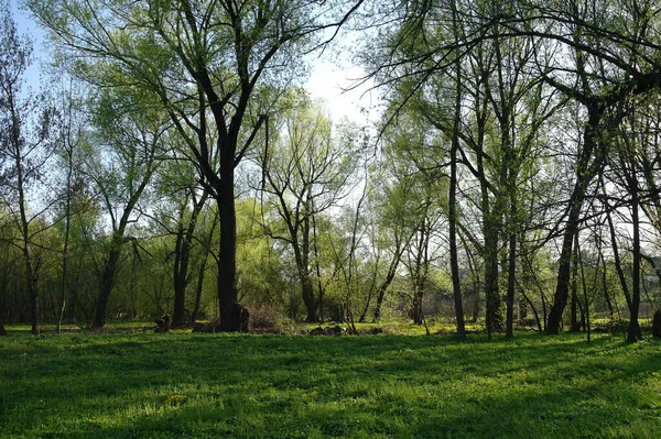 Schöne Aussicht Auf Sonne Und Bäume Frühlingspark — Stockfoto