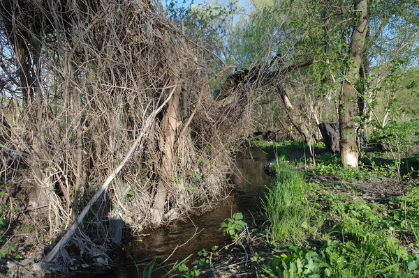 Pequeño Río Bosque Primavera —  Fotos de Stock