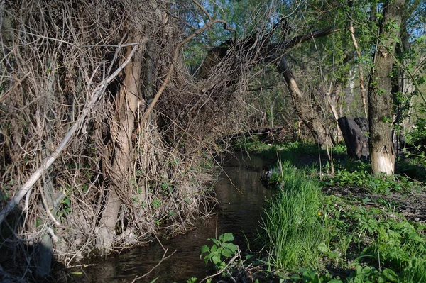 Ormanda küçük bir ağaç