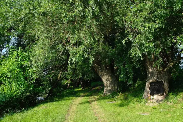 Зелені Дерева Літньому Лісі — стокове фото