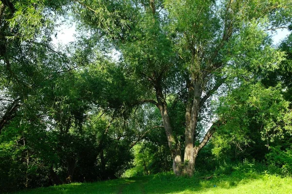 Grüne Bäume Sommerwald — Stockfoto