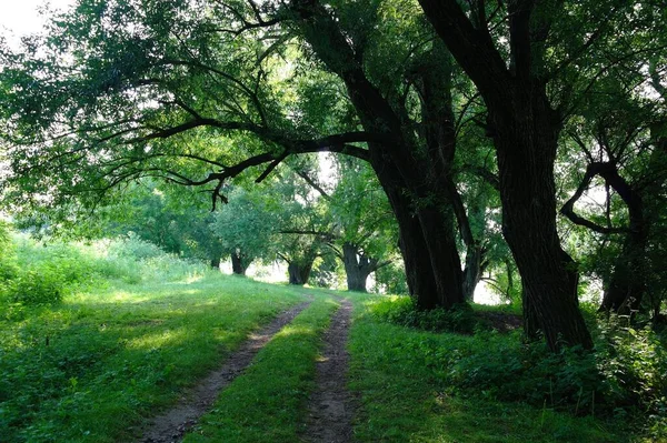 Árvores Verdes Floresta Verão — Fotografia de Stock