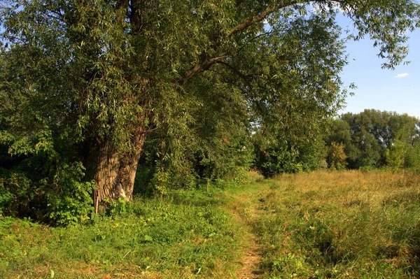 Grüne Sommerwälder Und Wiesen Einem Sonnigen Tag — Stockfoto