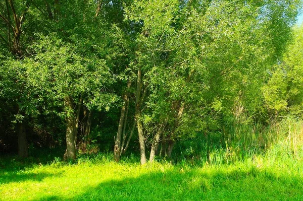 Alberi Verdi Nella Foresta Estiva — Foto Stock