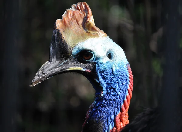 Cassowary — Stock Photo, Image