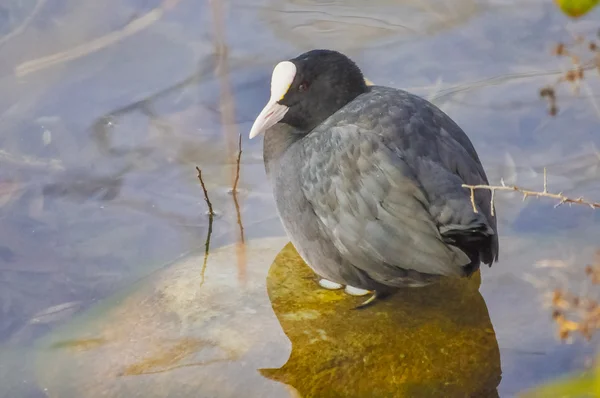 Common Coot bird — Stock Photo, Image