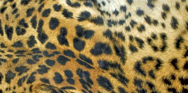 leopar