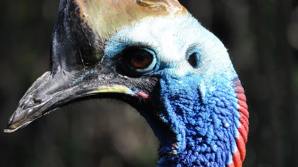 Cassowary — Stock fotografie