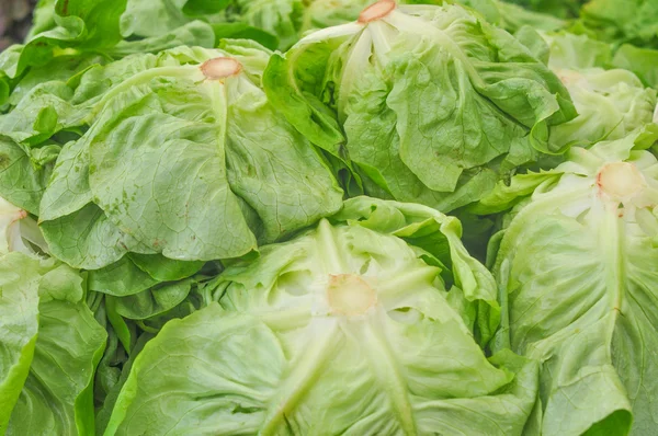 Ensalada verde verduras — Foto de Stock