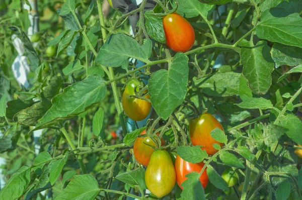 Tomate —  Fotos de Stock