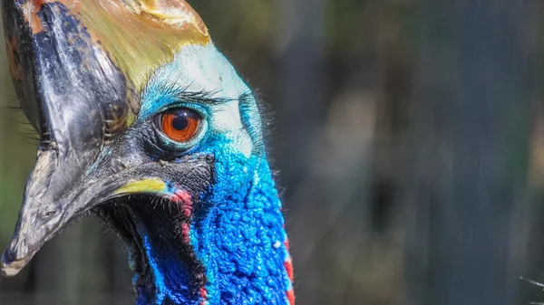 Cassowary — Stock Photo, Image