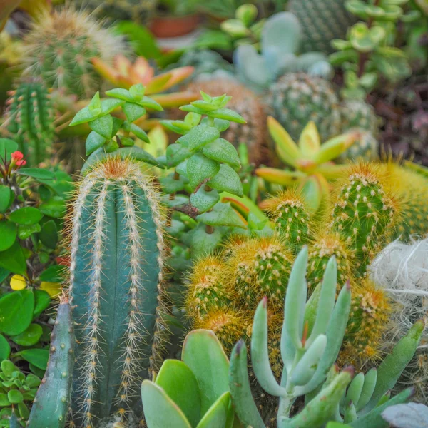 Cactus — Stock Photo, Image