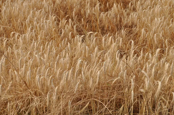 Pšenice Triticum — Stock fotografie