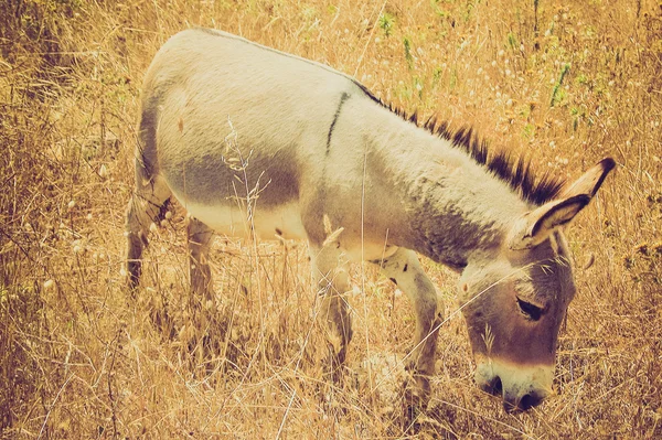 Burro mula retro olhando — Fotografia de Stock