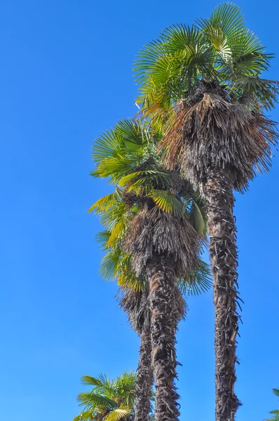 La Sunset boulevard — Fotografia de Stock