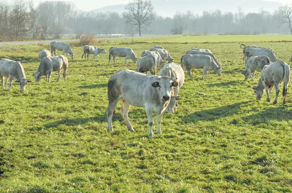 Bydło krowa — Zdjęcie stockowe