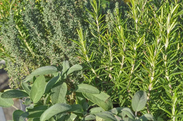 Sage and rosemary plant — Stock Photo, Image