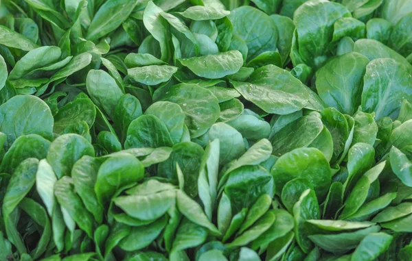 Grön sallad grönsaker — Stockfoto