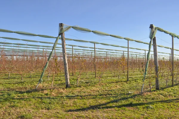 Kiwi plants — Stock Photo, Image