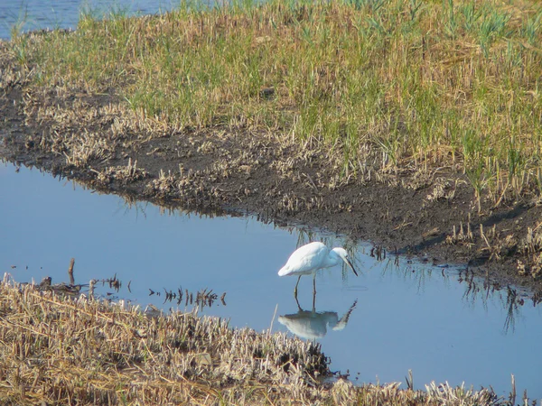 Pelican bird — Stock Photo, Image