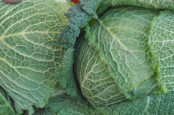 Cabbage — Stock Photo, Image