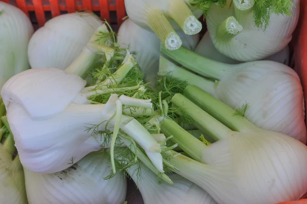 Légumes de fenouil — Photo