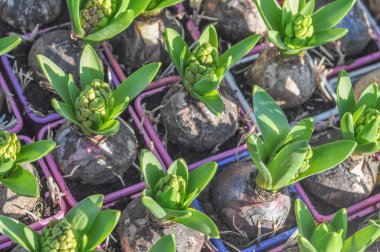 Hyacinth çiçek soğanları