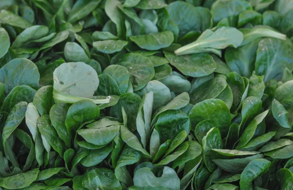 Green salad vegetables — Stock Photo, Image