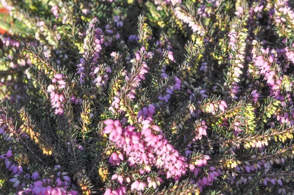 Flor de Erica carnea — Fotografia de Stock