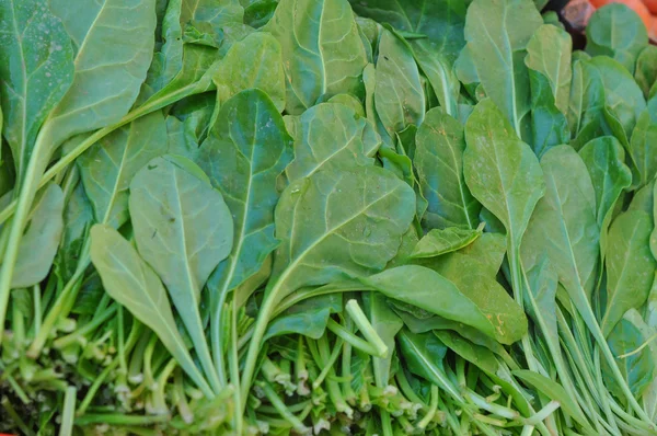 Zelený salát zelenina — Stock fotografie