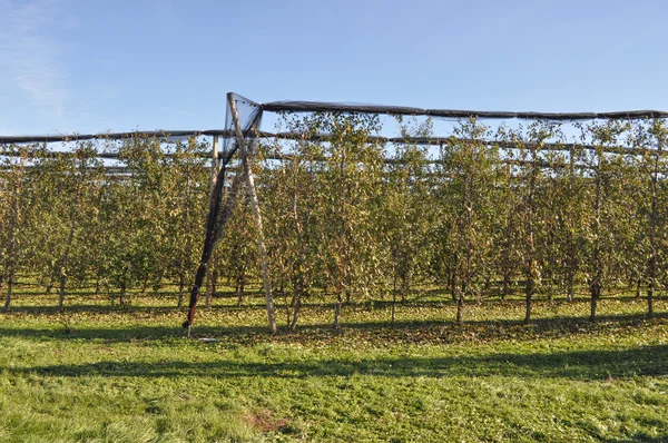 Kiwi planten — Stockfoto