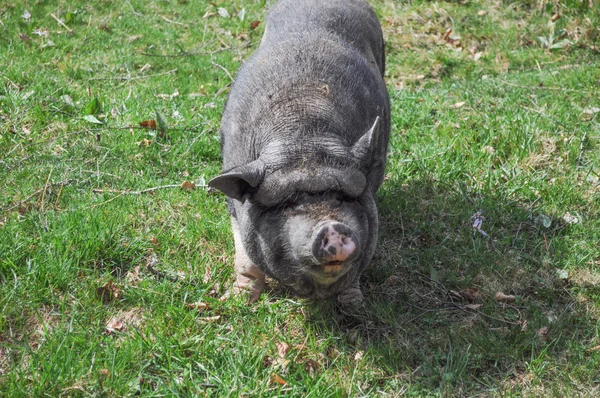 Zwarte varken — Stockfoto