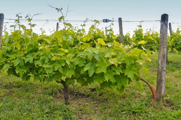 Vineyard plants — Stock Photo, Image