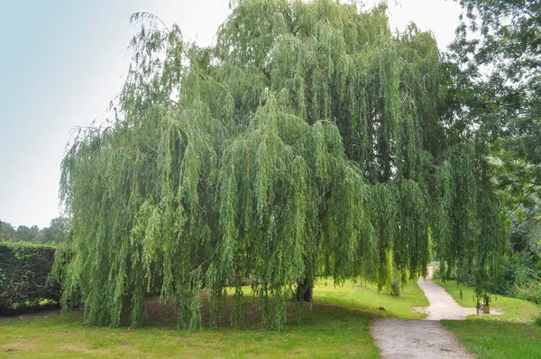 Trauerweide — Stockfoto