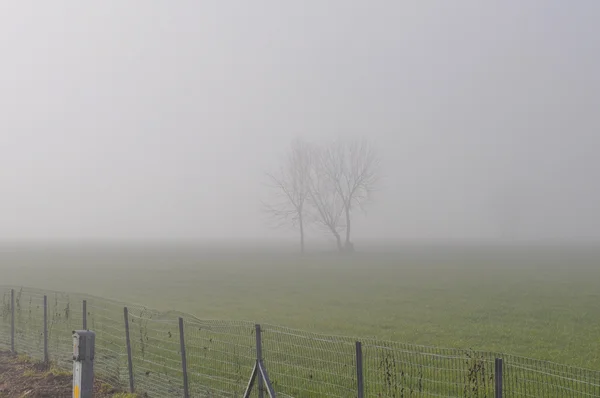 フィールド夜明けの霧 — ストック写真