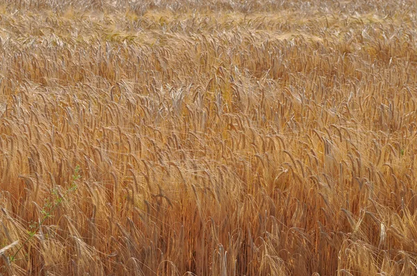 Campo de maíz — Foto de Stock