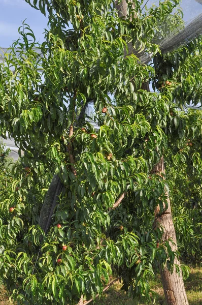 Persika fruktträd — Stockfoto