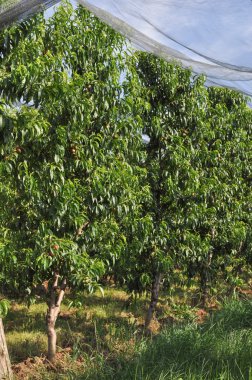 Şeftali meyve ağacı