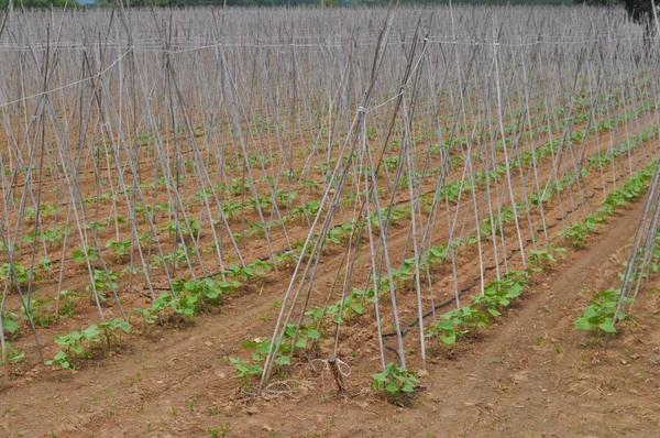 Planta de frijol — Foto de Stock