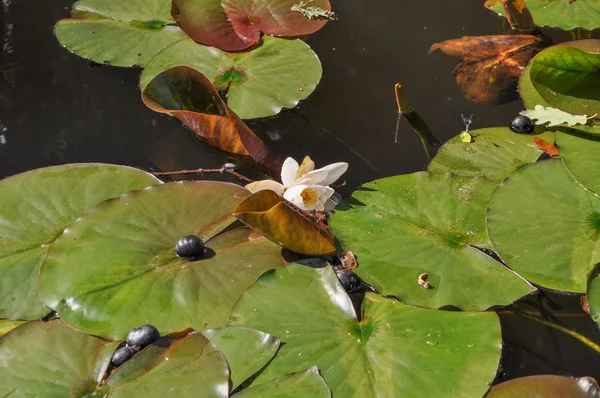 Nilüfer çiçeği — Stok fotoğraf