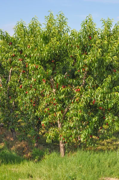 Prunus fruktträd — Stockfoto